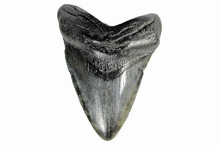 Fossil Megalodon Tooth - South Carolina #170454